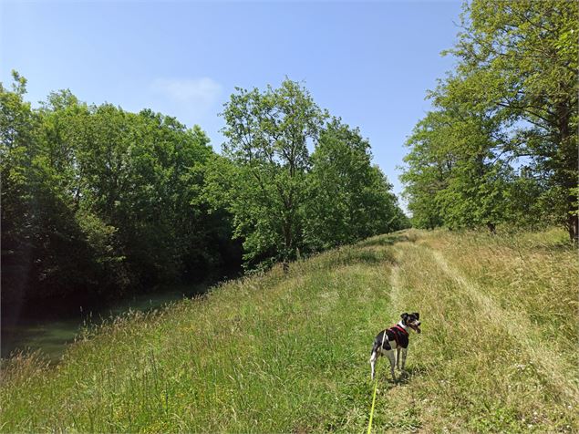 La promenade est possible avec son chien - E.Lambert