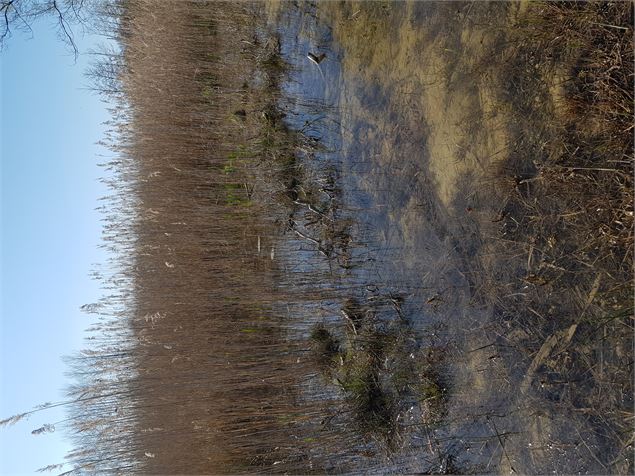 Les méandres du Rhône, une zone humide - E.Lambert