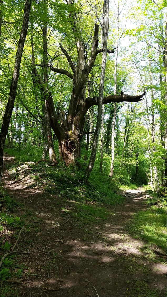 RandonnéeAixlesBainsRivieradesAlpesSentierduChatForêt - ©SavoieMontBlanc-Martelet