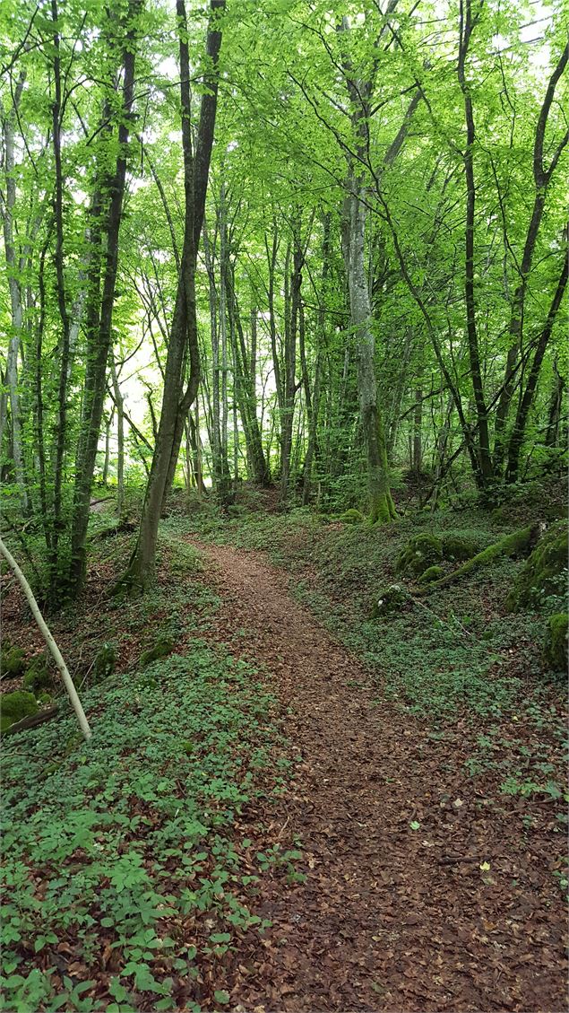 sentier Grand Essart - Grand Lac