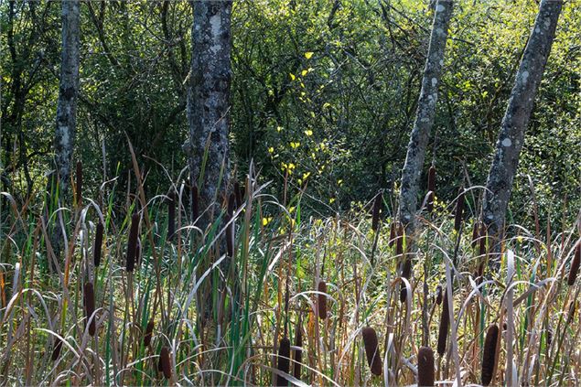 Marais de Chilly - A. Berger / SIAC