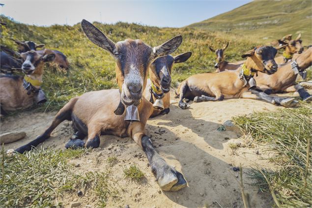 Plateau de Samance au Grand-Bornand - Alpcat Médias - Le Grand-Bornand tourisme