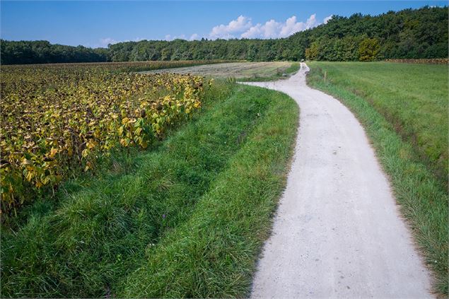 Sentier du marais de Chilly - A. Berger / Destination Léman