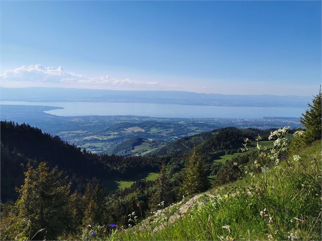 Vue sur le Lac Léman - OT Alpes du Léman - Prépare ta valise