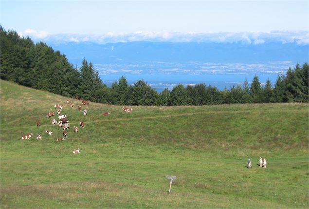 Vue sur l'alpage et le lac - OT Val d'Hermone