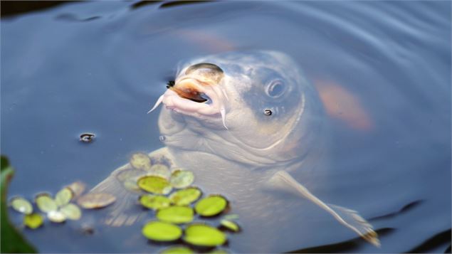 Pêche en Dombes - Etang Chamarin