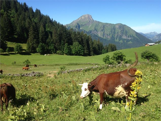 Alpage de Barbossine - GAEC Barbossine