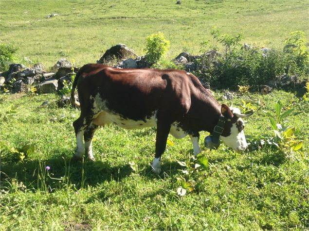 Alpage de Barbossine - GAEC Barbossine