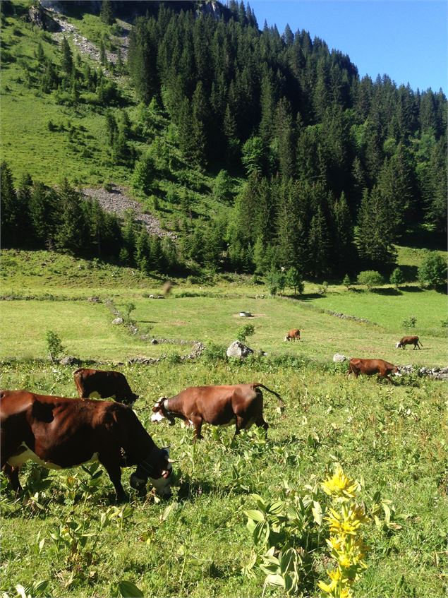 Alpage de Barbossine - GAEC Barbossine