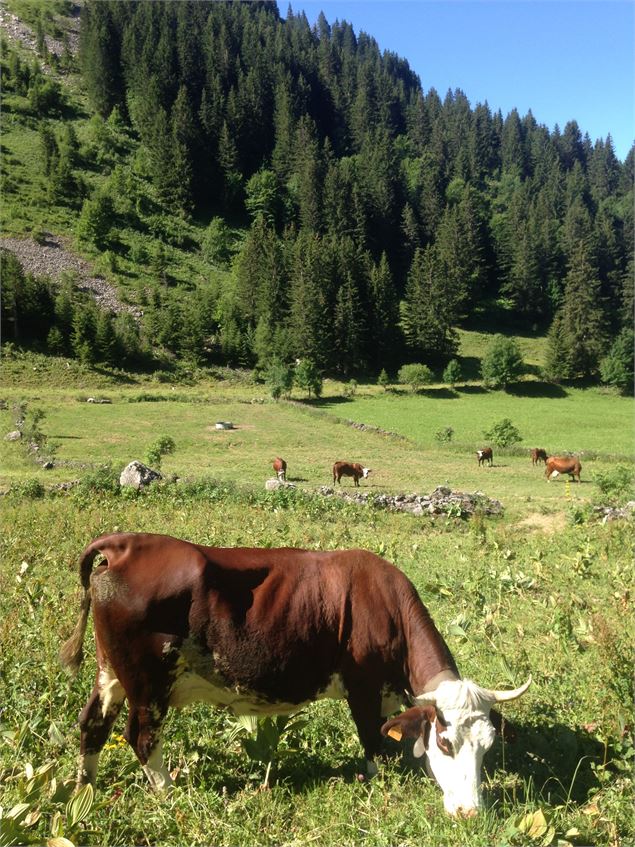 Alpage de Barbossine - GAEC Barbossine