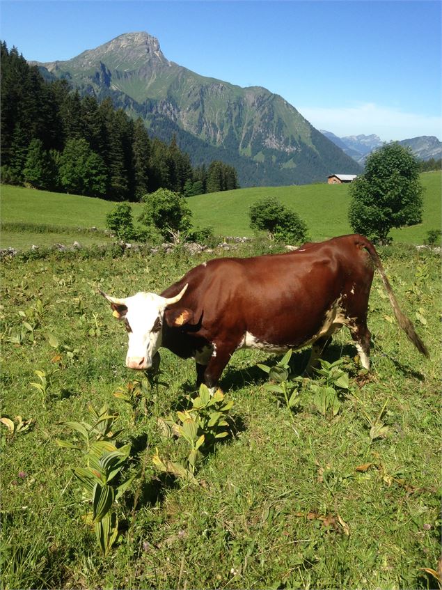 Alpage de Barbossine - GAEC Barbossine