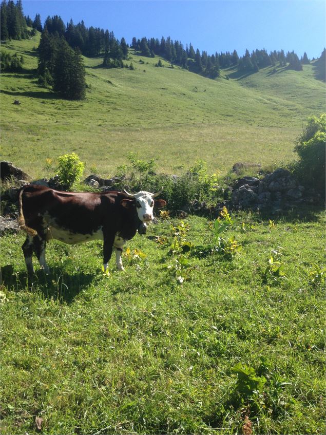 Alpage de Barbossine - GAEC Barbossine