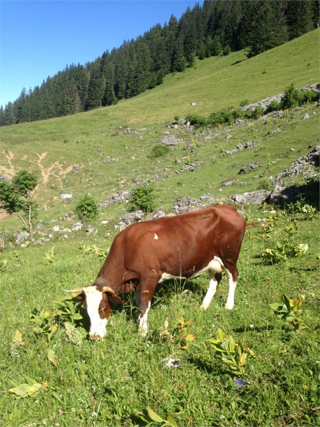 Alpage de Barbossine - GAEC Barbossine