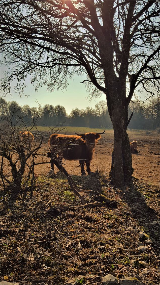 vache des Highlands Douvres - S.Megani