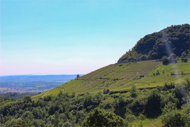 Vignes de Seillonnaz - Marilou Perino