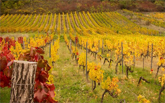 les vignes de Vaux en Bugey - Marilou Perino