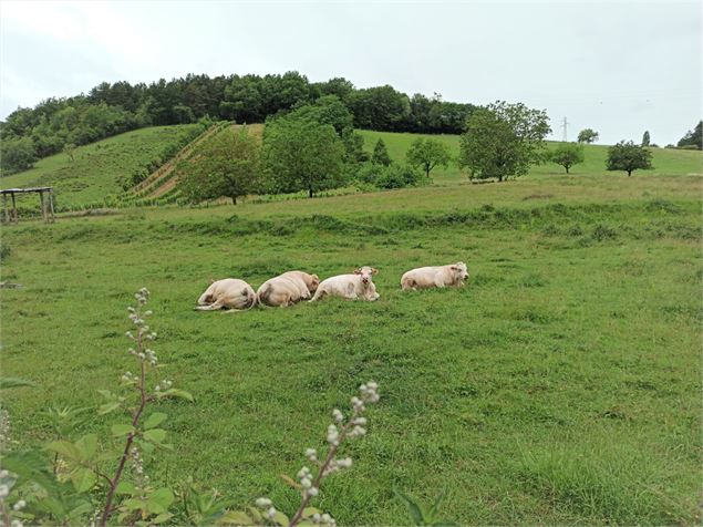 Les vaches font leur retour au printemps - Marilou Perino