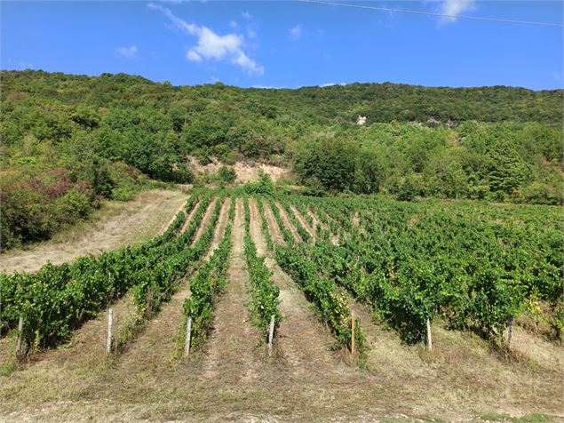 vue sur le vignoble de St Sorlin - K.Tranchina