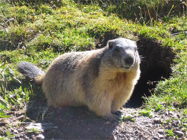 Marmottes - C.Lecoq