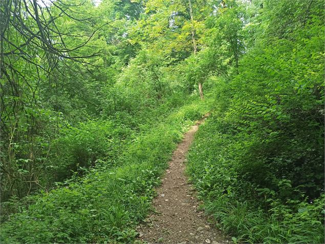 Sentier Chazey Leyment - V. Buguet