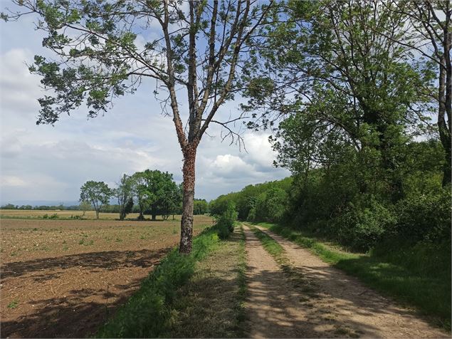 Sentier Chazey Leyment - V. Buguet