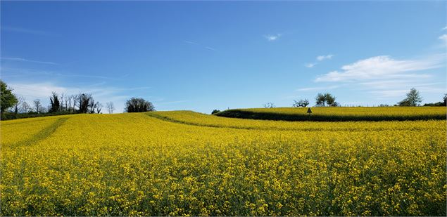 les champs sur le sentier des lavancdières - Sabrina Megani