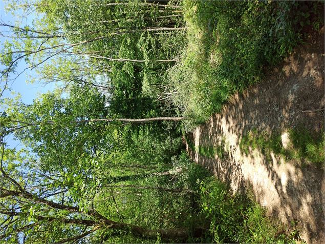 Le chemin est dans les bois - Sabrina Megani