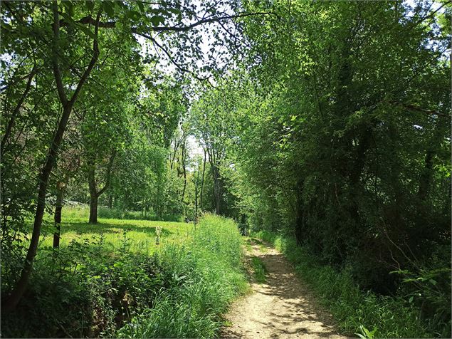 Bois des Brosses - S.Megani