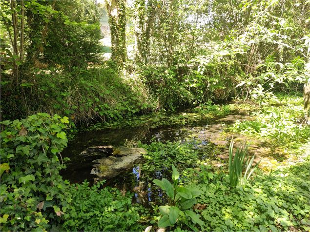 ruisseau de l'arboretum - Sabrina Megani