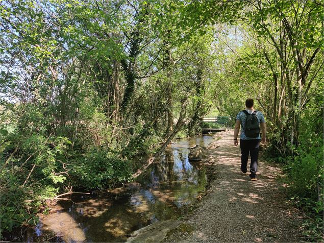 sous les arbres du chemin de l'arboretum - Sabrina Megani