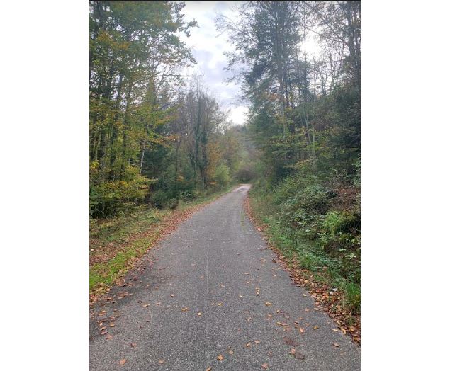 Route dans la forêt - Vincent Allard