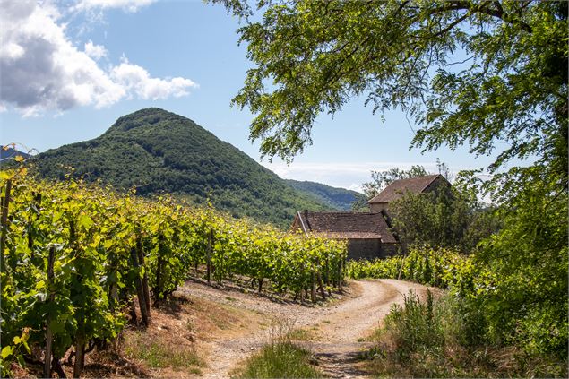 Sentier entre ruines et vignes Briord - Marilou Perino