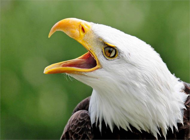 Le Pygargue à tête blanche - Les aigles du Léman