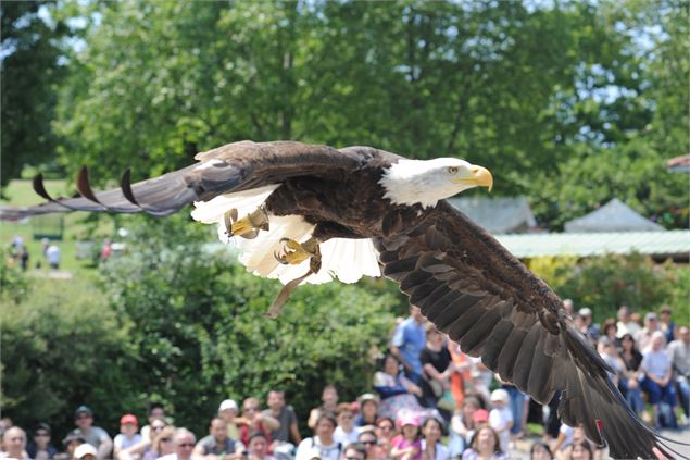 Parc animalier des Aigles du Léman - Les aigles du Léman