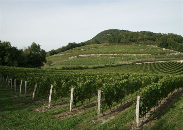 Balade dans le vignoble de Marignieu - Jill Wellington