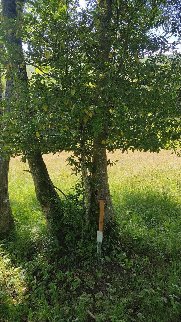 le long du sentier - Lina MARTIN