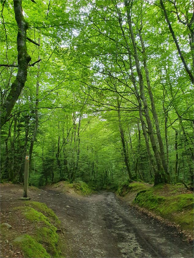 Bois de Larringes - Florian Legrand