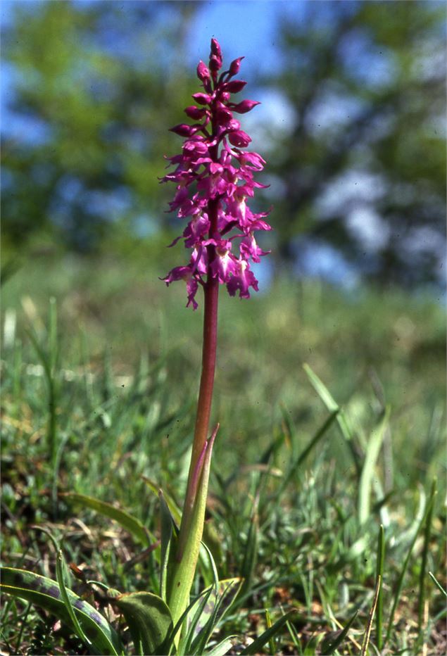 Orchis Mâle - Philippe Trépier