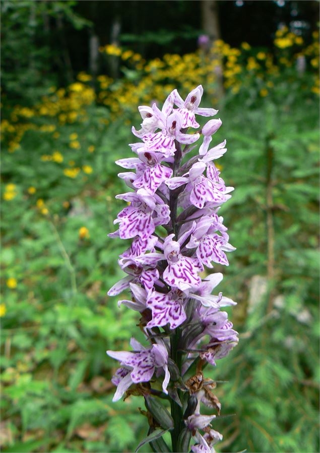 Orchis Fuchs - Philippe Trépier