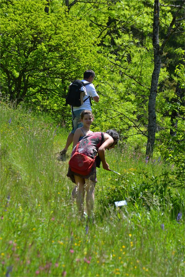 Sentier botanique des orchidées - Philippe Trépier