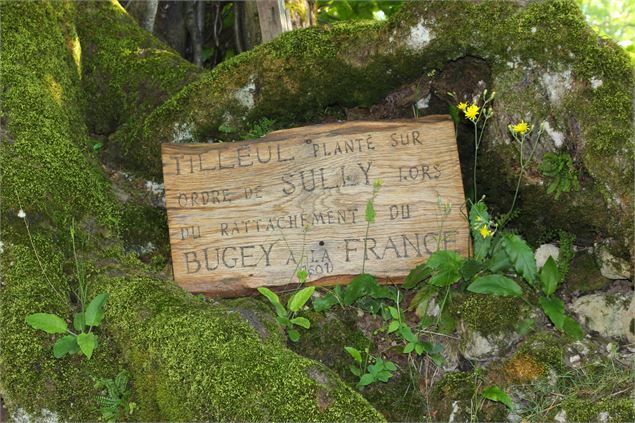 plaque du tilleul de Sully à Ordonnaz - Marilou Perino / Pérouges Bugey Tourisme