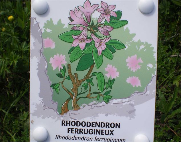 Rhododendrons, montagne et lac - La Sambuy Faverges-Seythenex