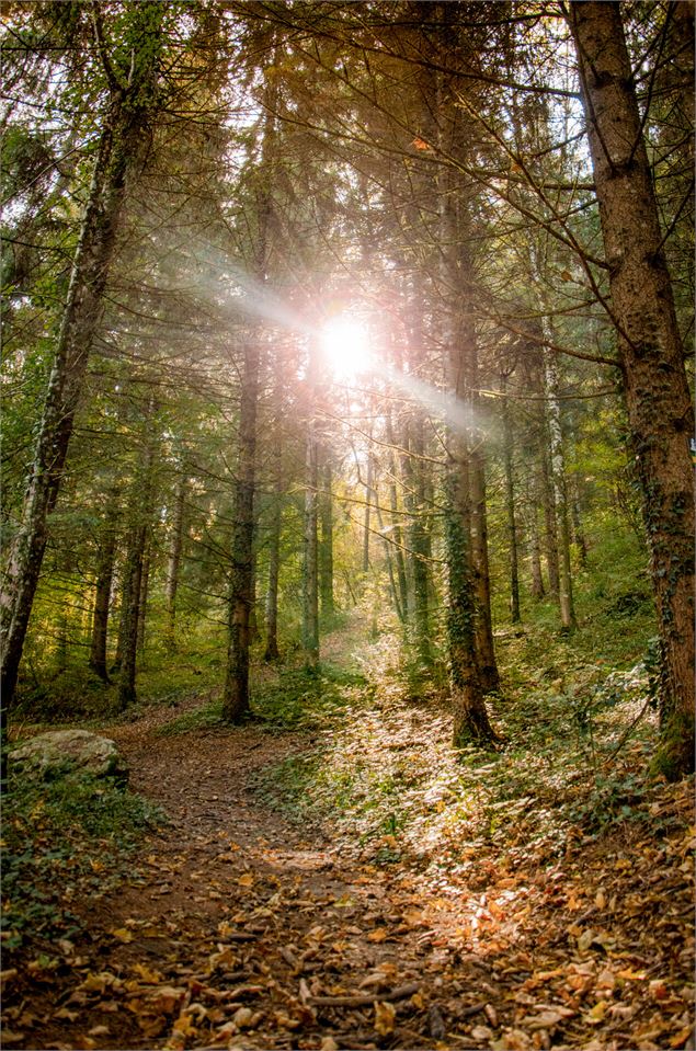 Forêt du Mont Sion - OT Monts du Genevois - A. Modylevskaia