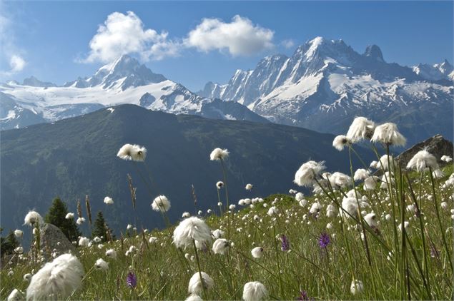 Panorama - SavoieMontBlanc-Martelet