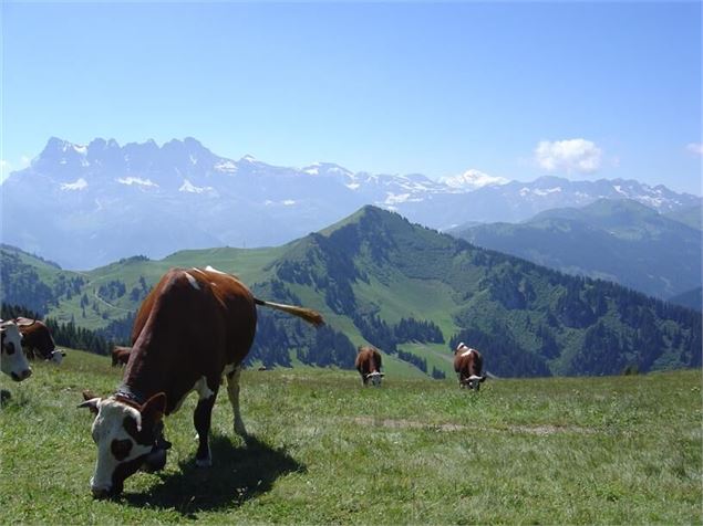 Trail du Tenne - Châtel - L.Meyer - Châtel