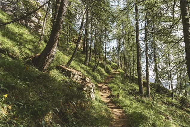 foret cret - Val d'Isère Téléphériques / Maxime Bouclier