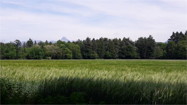 Arboretum de Ripaille