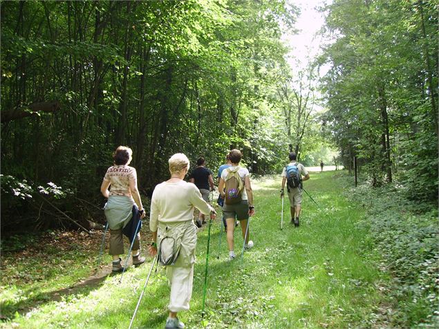 Marche dans la forêt de Ripaille