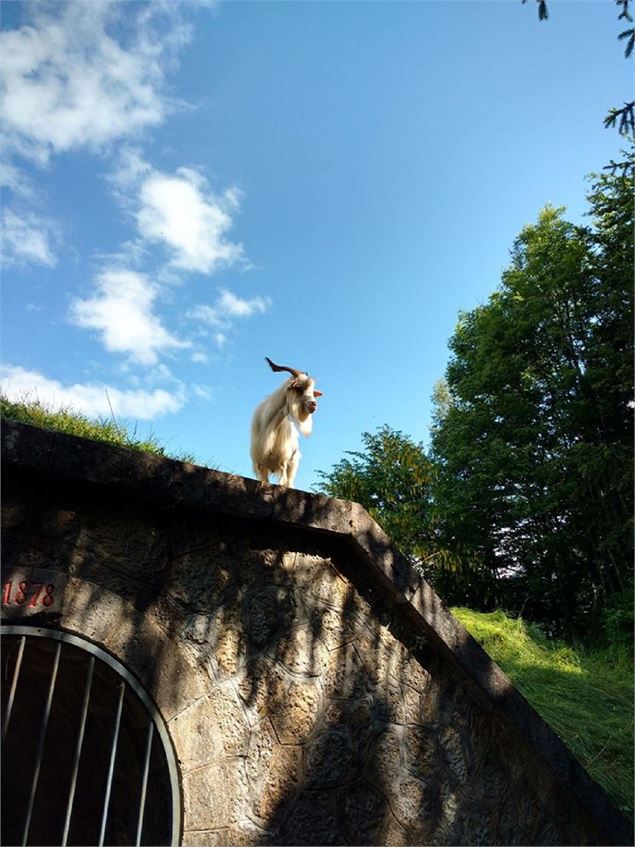 Faune du fort - Fort de Tamié