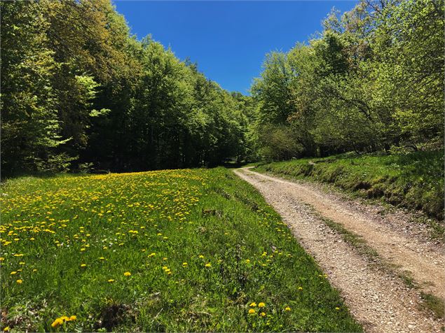 Chemin menant à la Côtière - Shutterstock